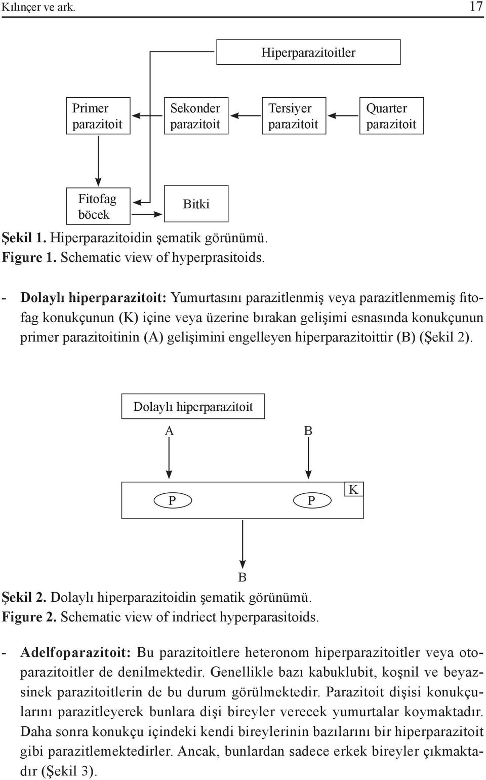 - Dolaylı hiperparazitoit: Yumurtasını parazitlenmiş veya parazitlenmemiş fitofag konukçunun (K) içine veya üzerine bırakan gelişimi esnasında konukçunun primer parazitoitinin (A) gelişimini