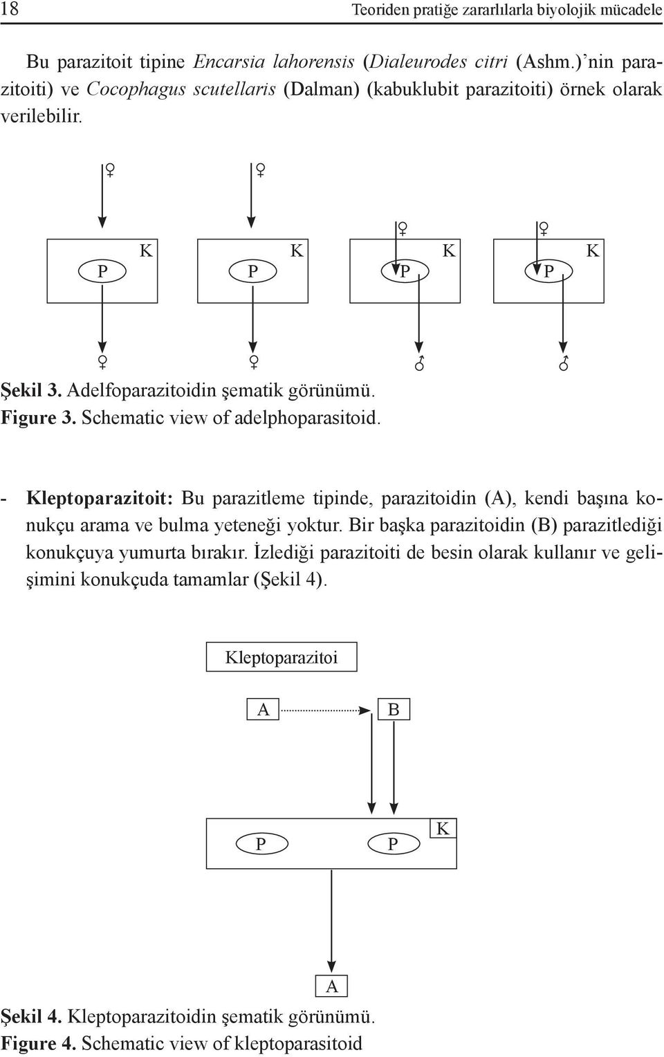 Schematic view of adelphoparasitoid. - Kleptoparazitoit: Bu parazitleme tipinde, parazitoidin (A), kendi başına konukçu arama ve bulma yeteneği yoktur.