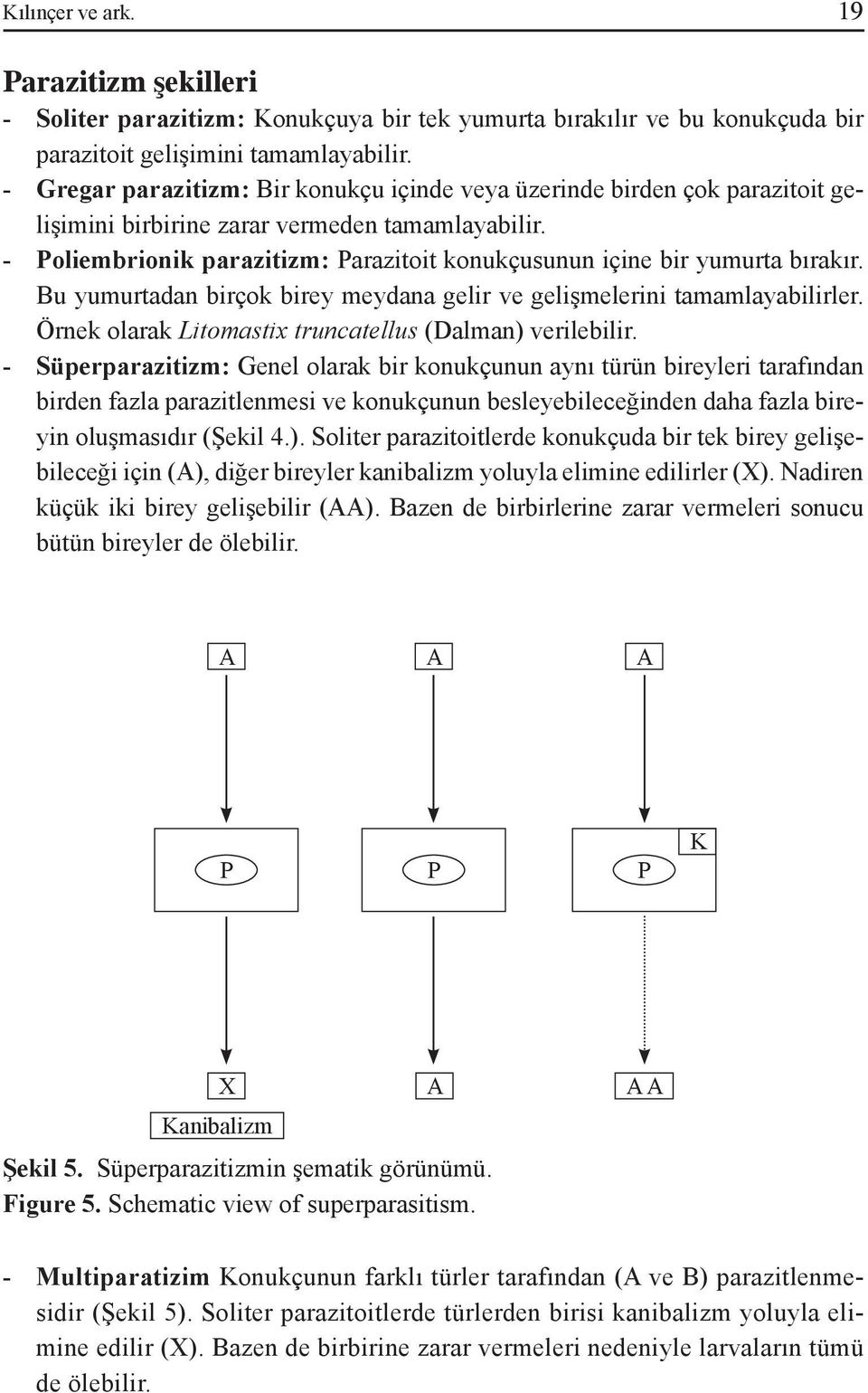 - Poliembrionik parazitizm: Parazitoit konukçusunun içine bir yumurta bırakır. Bu yumurtadan birçok birey meydana gelir ve gelişmelerini tamamlayabilirler.