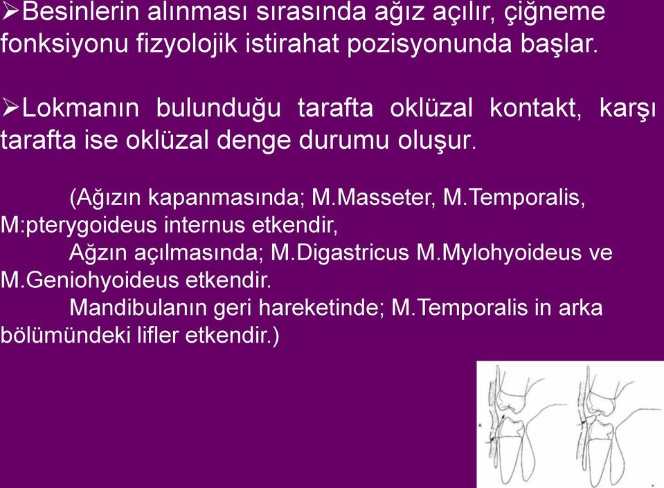 (Ağızın kapanmasında; M.Masseter, M.Temporalis, M:pterygoideus internus etkendir, Ağzın açılmasında; M.