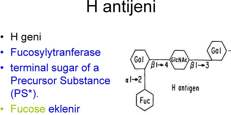 terminal sugar of a