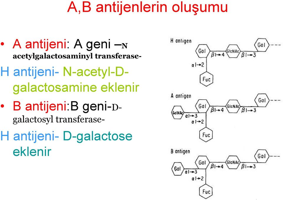 N-acetyl-Dgalactosamine eklenir B antijeni:b