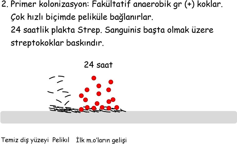 24 saatlik plakta Strep.