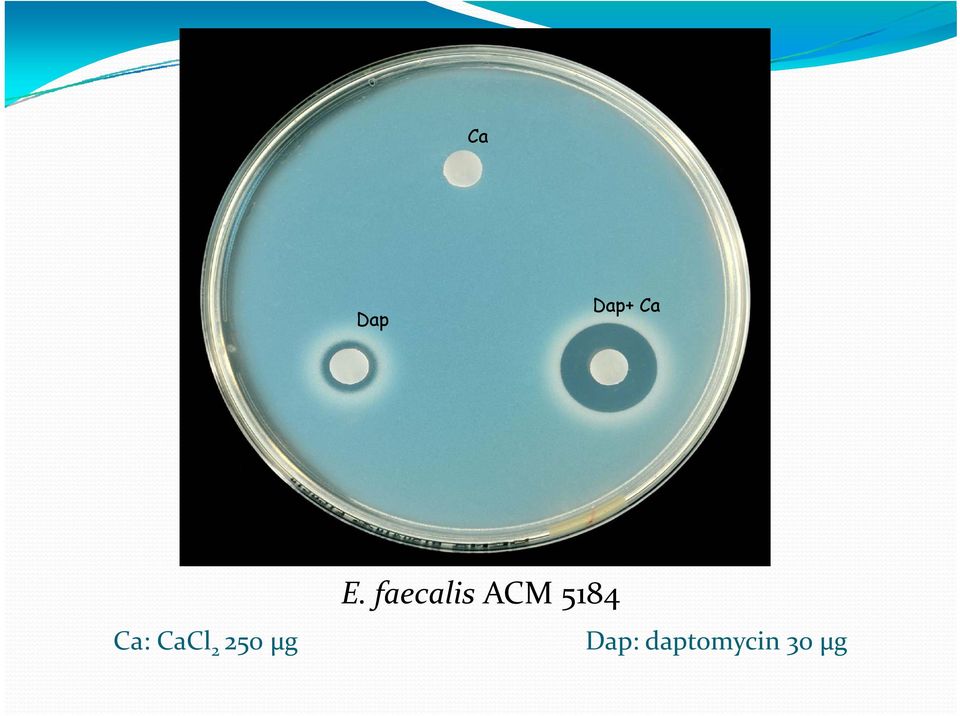 Ca: CaCl 2 250 µg