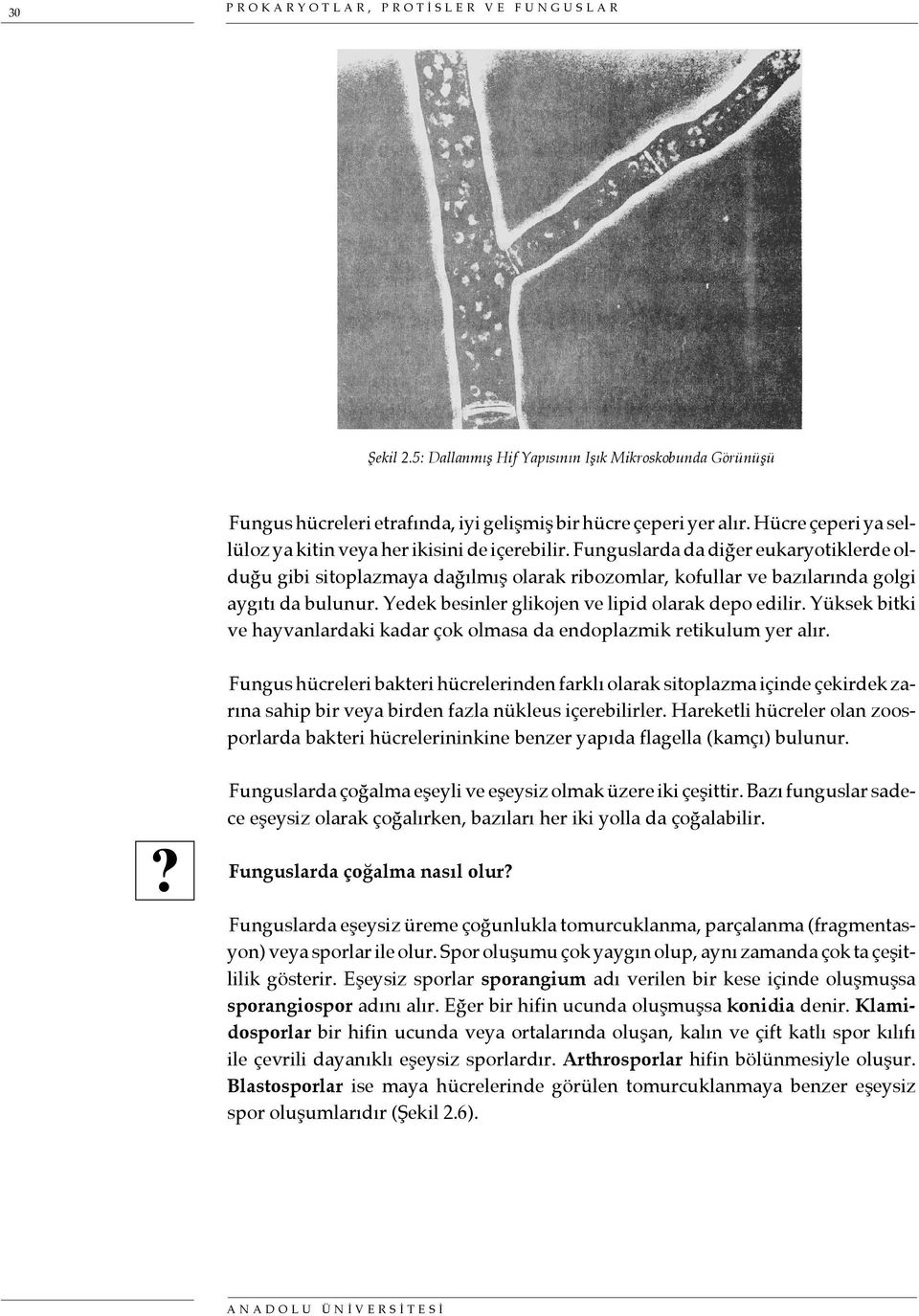 Funguslarda da diğer eukaryotiklerde olduğu gibi sitoplazmaya dağılmış olarak ribozomlar, kofullar ve bazılarında golgi aygıtı da bulunur. Yedek besinler glikojen ve lipid olarak depo edilir.