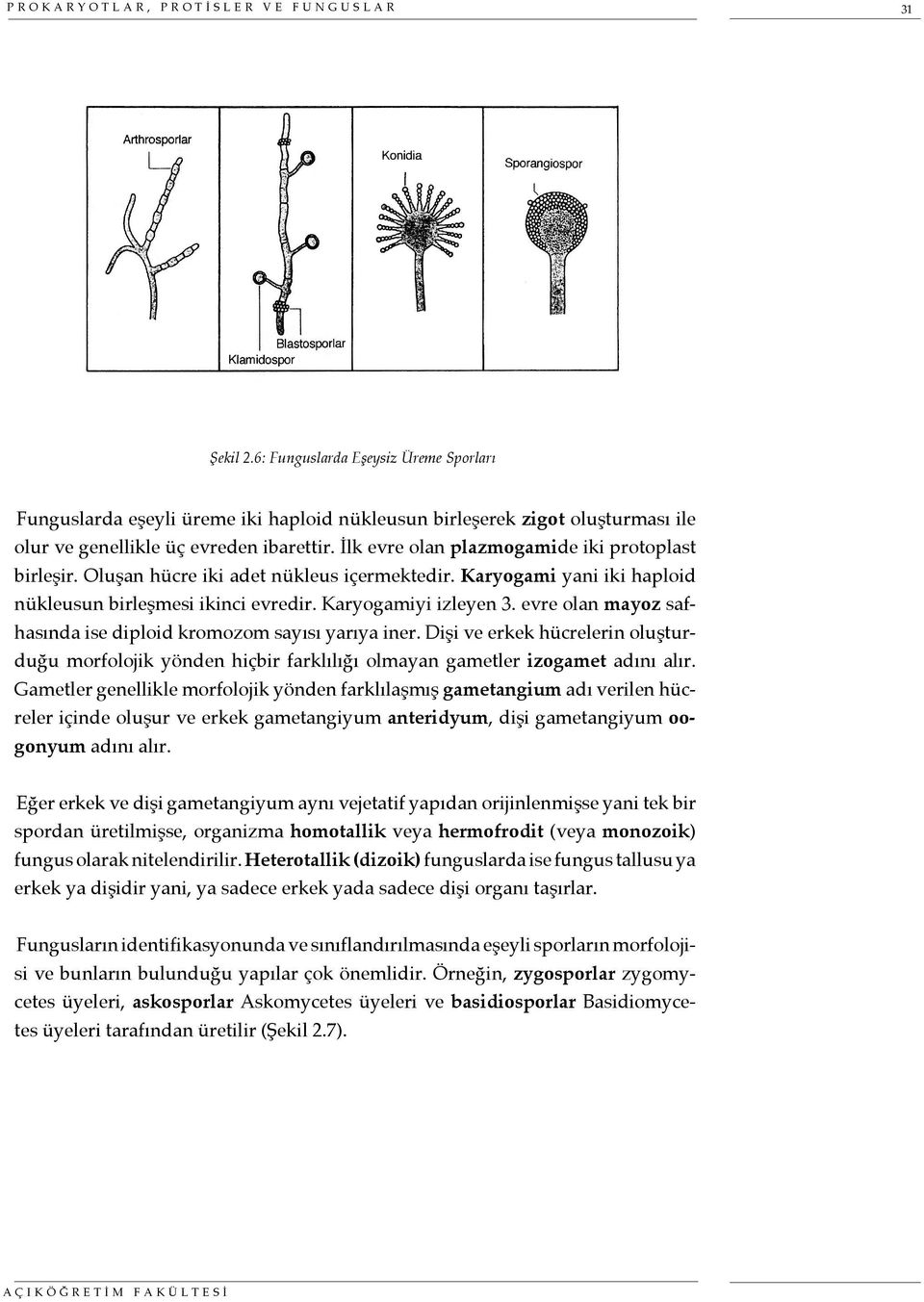 İlk evre olan plazmogamide iki protoplast birleşir. Oluşan hücre iki adet nükleus içermektedir. Karyogami yani iki haploid nükleusun birleşmesi ikinci evredir. Karyogamiyi izleyen 3.