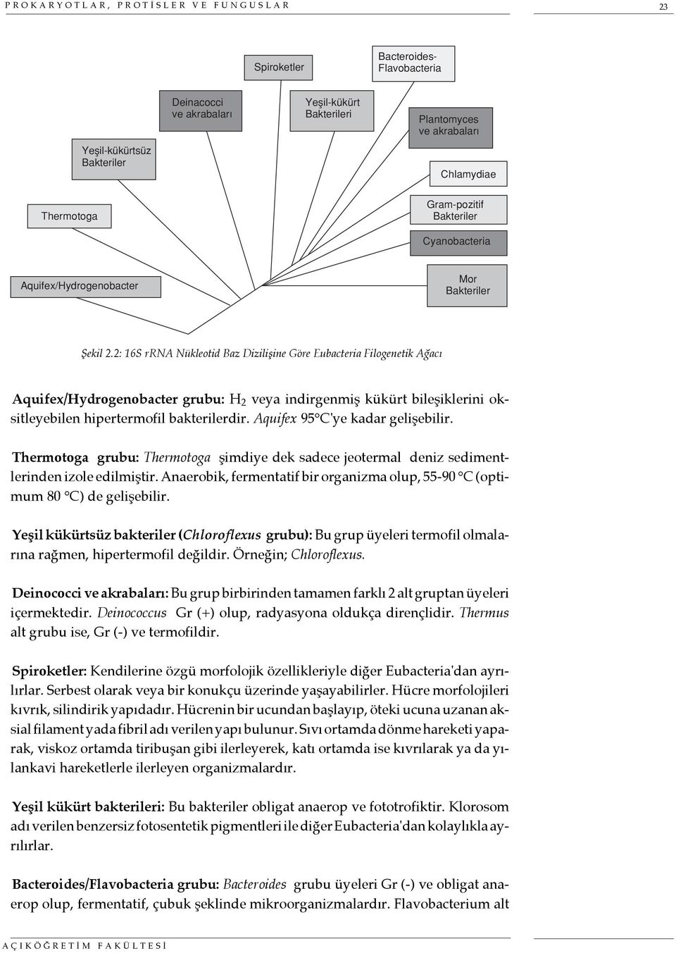 2: 16S rrna Nükleotid Baz Dizilişine Göre Eubacteria Filogenetik Ağacı Aquifex/Hydrogenobacter grubu: H 2 veya indirgenmiş kükürt bileşiklerini oksitleyebilen hipertermofil bakterilerdir.