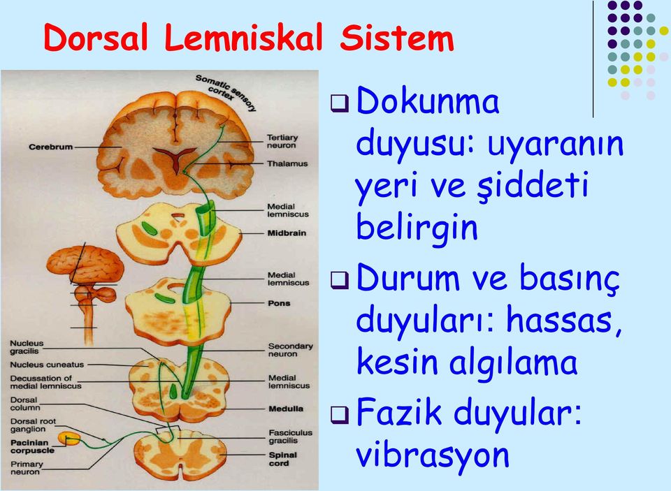 belirgin Durum ve basınç duyuları: