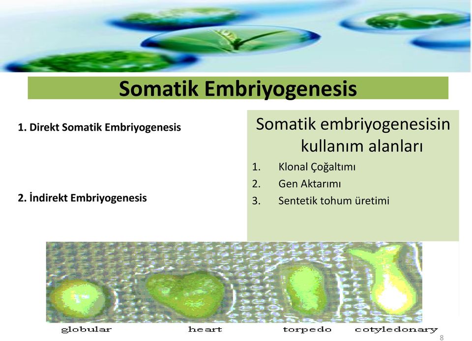 İndirekt Embriyogenesis Somatik
