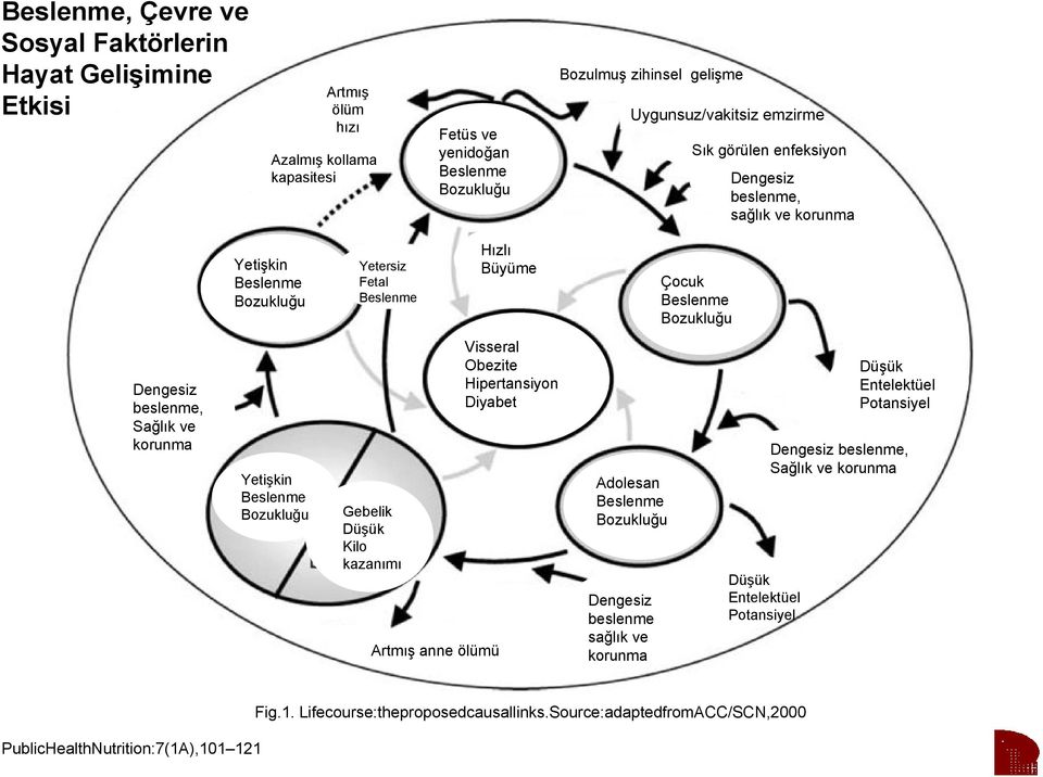 beslenme, Sağlık ve korunma Yetişkin Beslenme Bozukluğu Gebelik Düşük Kilo kazanımı Artmış anne ölümü Visseral Obezite Hipertansiyon Diyabet Adolesan Beslenme Bozukluğu Dengesiz beslenme