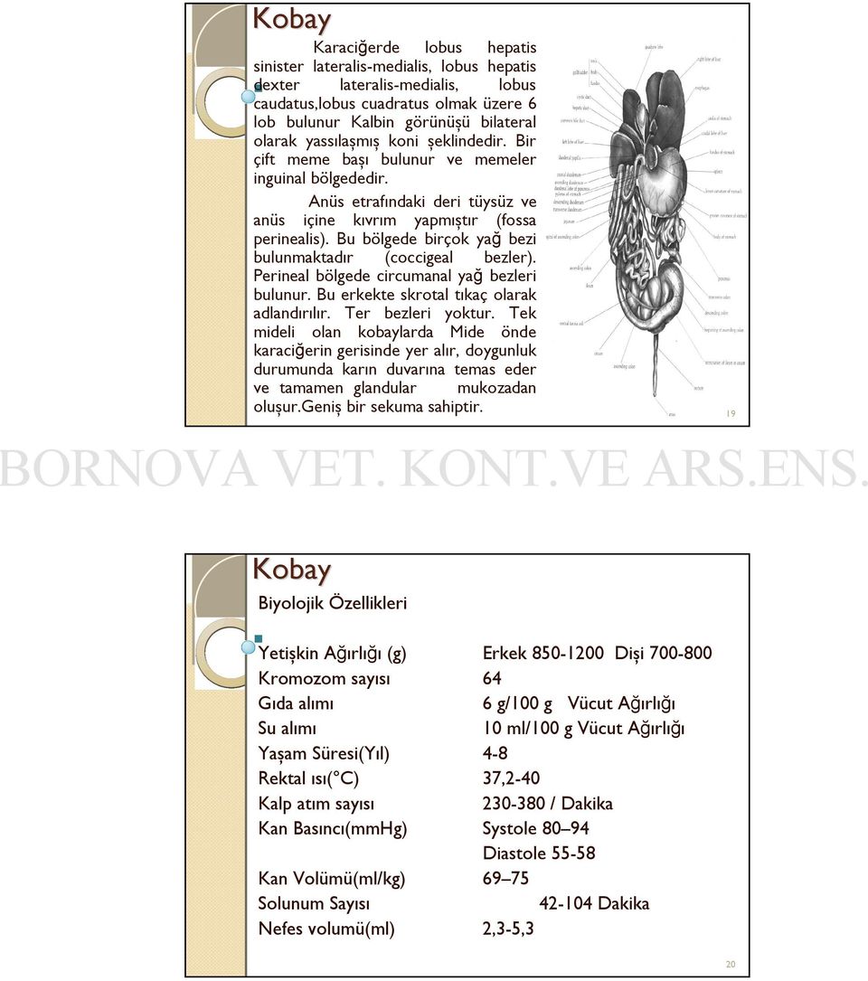 Bu bölgede birçok yağ bezi bulunmaktadır (coccigeal bezler). Perineal bölgede circumanal yağ bezleri bulunur. Bu erkekte skrotal tıkaç olarak adlandırılır. Ter bezleri yoktur.