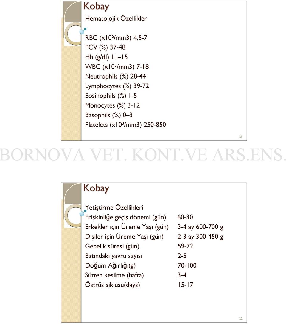 Özellikleri Erişkinliğe geçiş dönemi (gün) Erkekler için Üreme Yaşı (gün) Dişiler için Üreme Yaşı (gün) Gebelik süresi (gün)