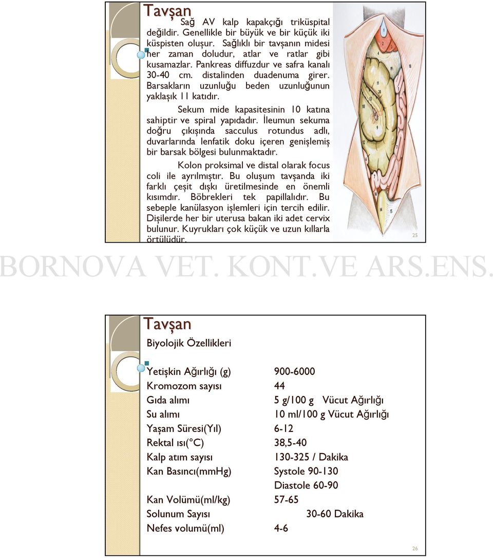 İleumun sekuma doğru çıkışında sacculus rotundus adlı, duvarlarında lenfatik doku içeren genişlemiş bir barsak bölgesi bulunmaktadır. Kolon proksimal ve distal olarak focus coli ile ayrılmıştır.