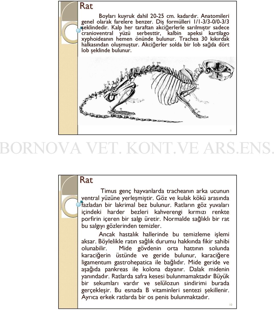 Akciğerler solda bir lob sağda dört lob şeklinde bulunur. 9 Rat Timus genç hayvanlarda tracheanın arka ucunun ventral yüzüne yerleşmiştir. Göz ve kulak kökü arasında fazladan bir lakrimal bez bulunur.