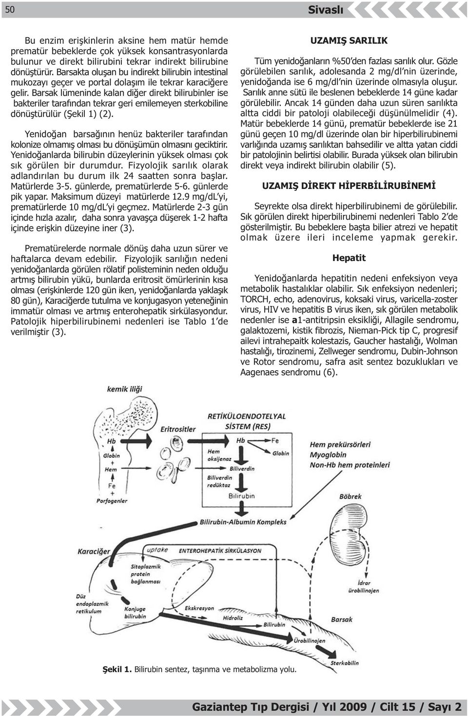 Barsak lümeninde kalan diðer direkt bilirubinler ise bakteriler tarafýndan tekrar geri emilemeyen sterkobiline dönüþtürülür (Þekil 1) (2).