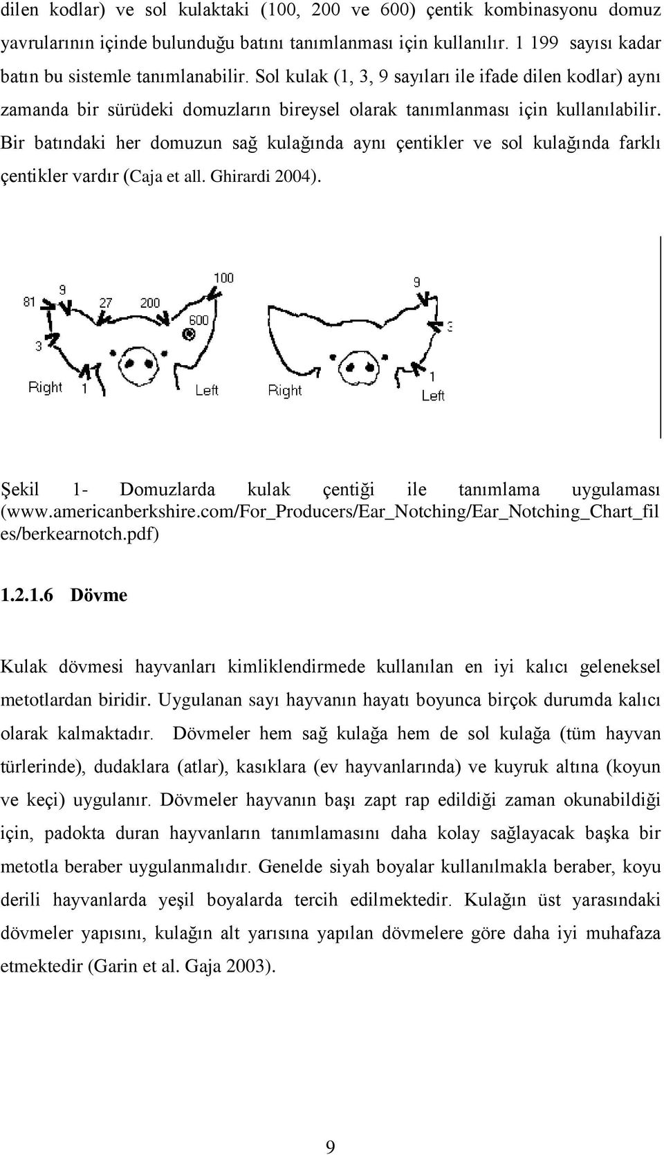 Bir batındaki her domuzun sağ kulağında aynı çentikler ve sol kulağında farklı çentikler vardır (Caja et all. Ghirardi 2004). ġekil 1- Domuzlarda kulak çentiği ile tanımlama uygulaması (www.