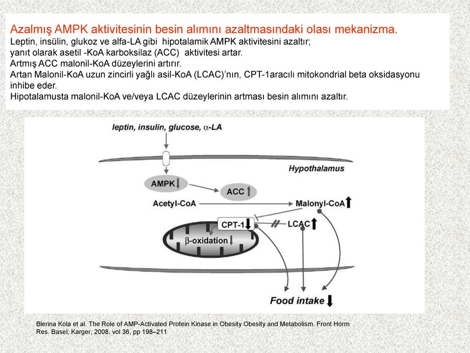 Artmış ACC malonil-koa düzeylerini artırır.