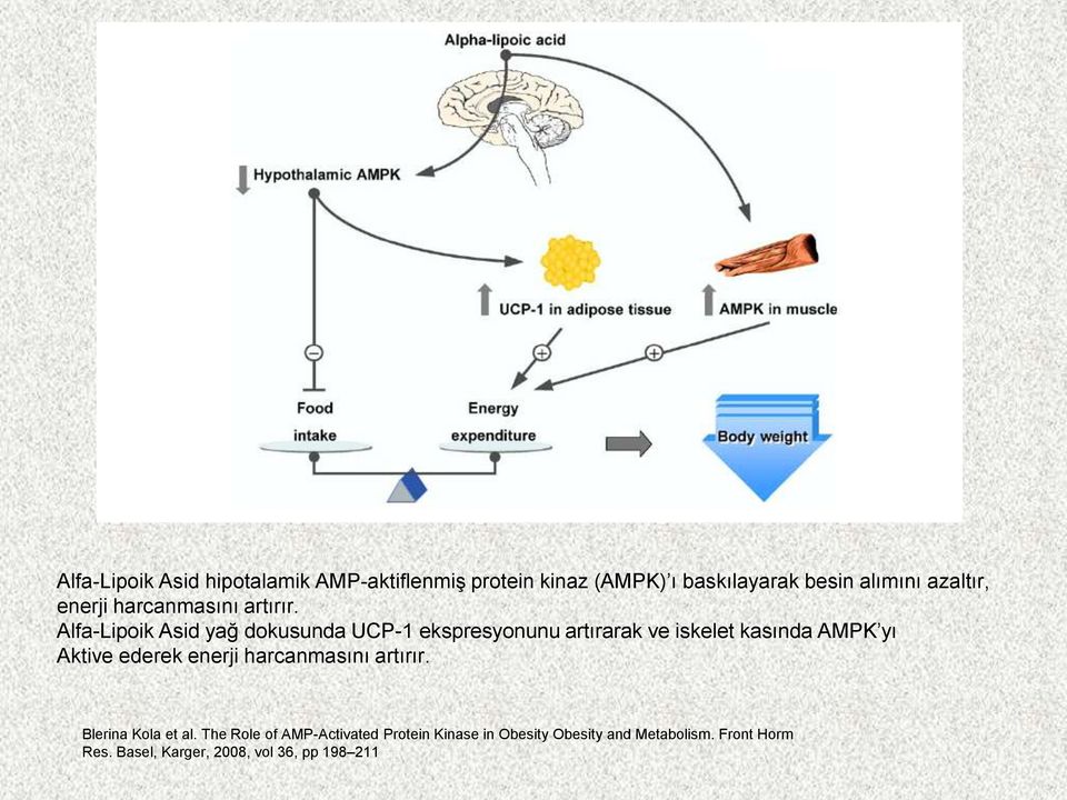 Alfa-Lipoik Asid yağ dokusunda UCP-1 ekspresyonunu artırarak ve iskelet kasında AMPK yı Aktive ederek 