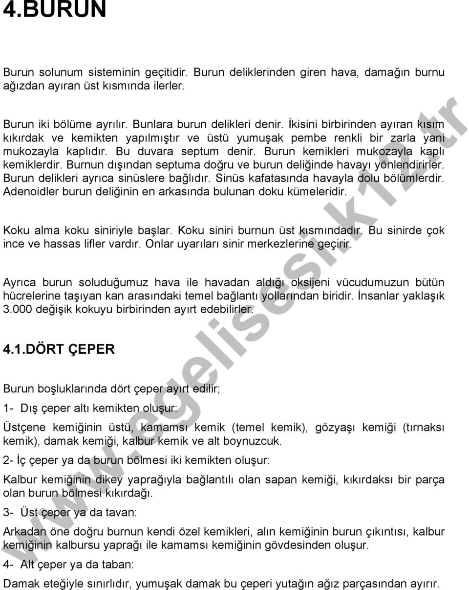 Burnun dışından septuma doğru ve burun deliğinde havayı yönlendirirler. Burun delikleri ayrıca sinüslere bağlıdır. Sinüs kafatasında havayla dolu bölümlerdir.