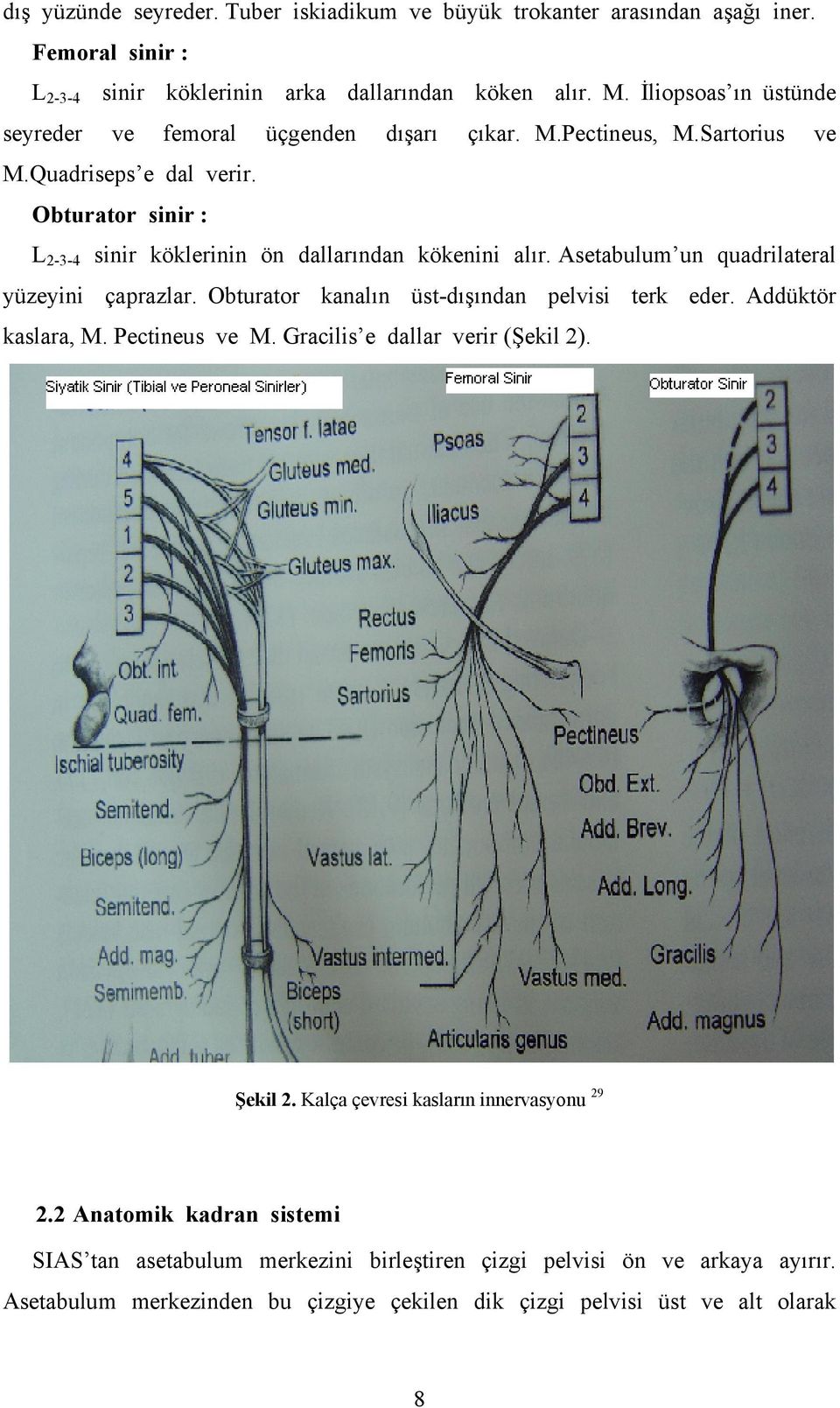 Obturator sinir : LB2-3-4B sinir köklerinin ön dallarından kökenini alır. Asetabulum un quadrilateral yüzeyini çaprazlar. Obturator kanalın üst-dışından pelvisi terk eder.