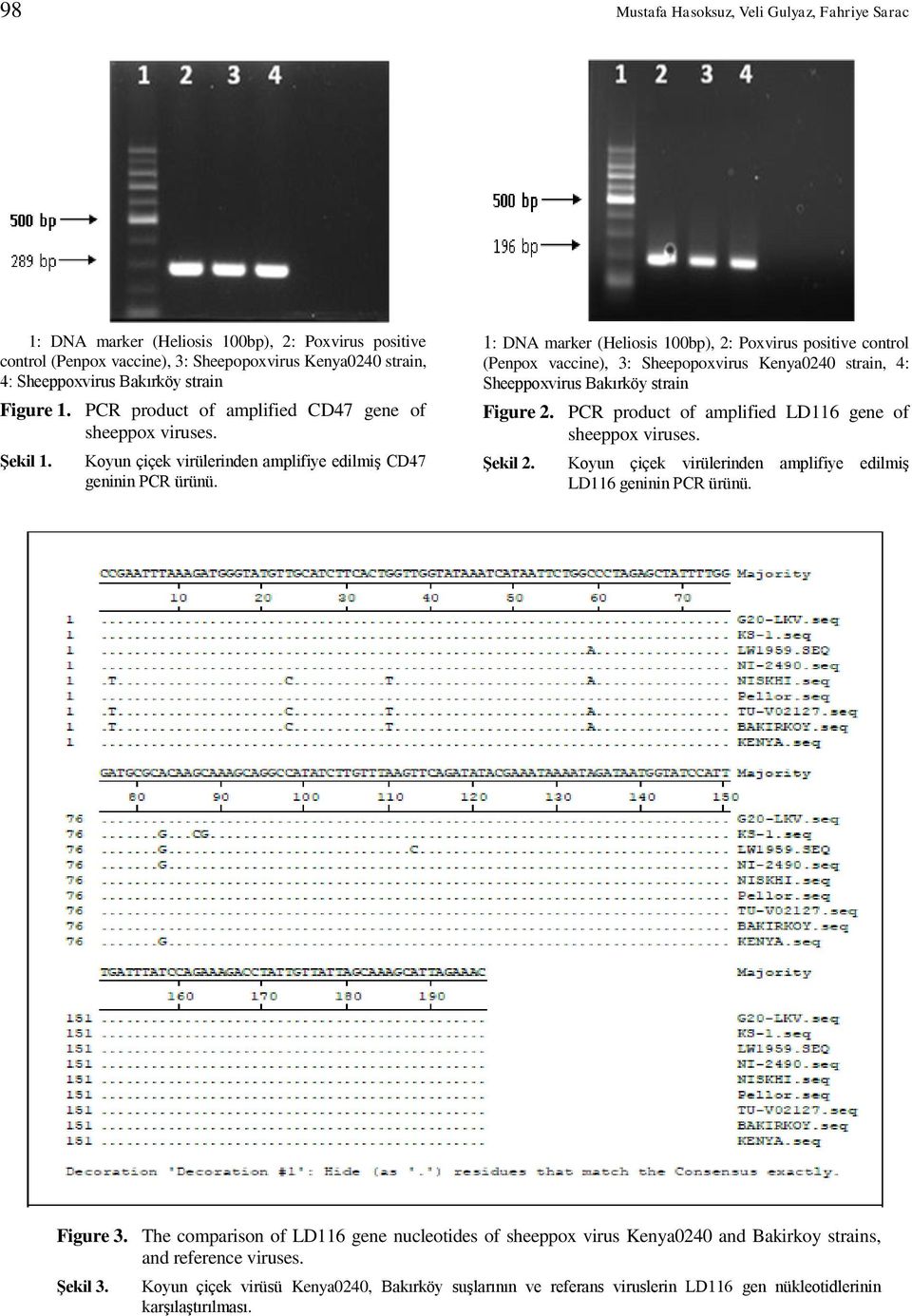 1: DNA marker (Heliosis 100bp), 2: Poxvirus positive control (Penpox vaccine), 3: Sheepopoxvirus Kenya0240 strain, 4: Sheeppoxvirus Bakırköy strain Figure 2.