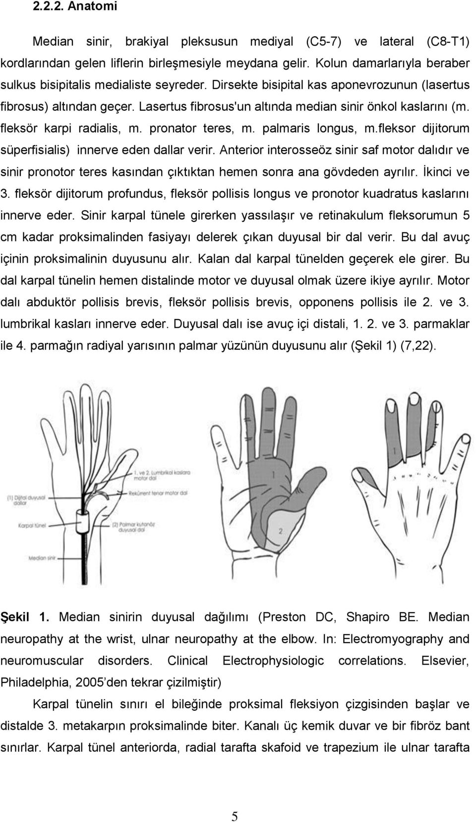 Lasertus fibrosus'un altında median sinir önkol kaslarını (m. fleksör karpi radialis, m. pronator teres, m. palmaris longus, m.fleksor dijitorum süperfisialis) innerve eden dallar verir.