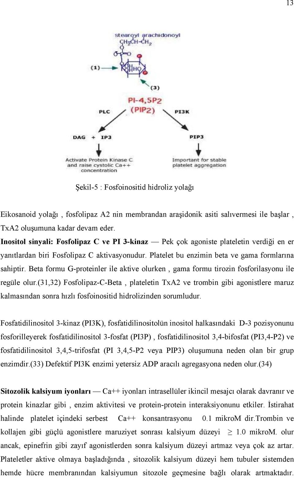 Beta formu G-proteinler ile aktive olurken, gama formu tirozin fosforilasyonu ile regüle olur.