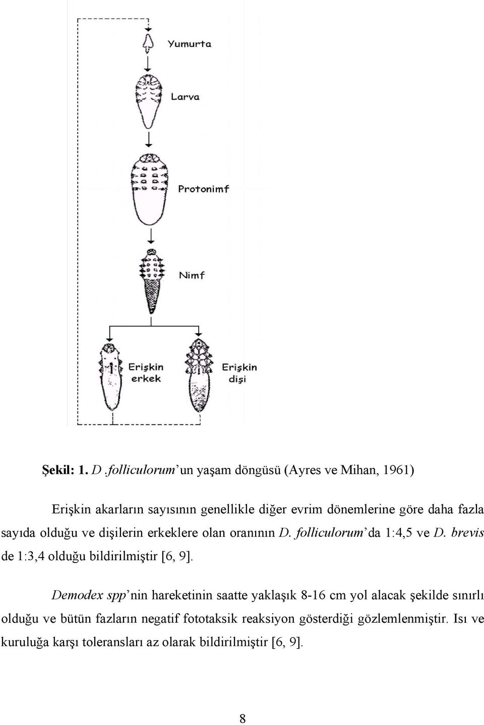 fazla sayıda olduğu ve dişilerin erkeklere olan oranının D. folliculorum da 1:4,5 ve D.