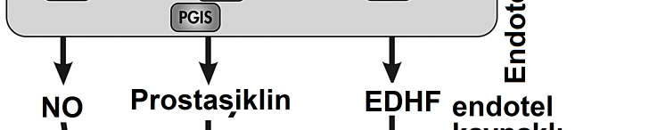 ŞEKİL 4.20 Endotelin foksiyonu.