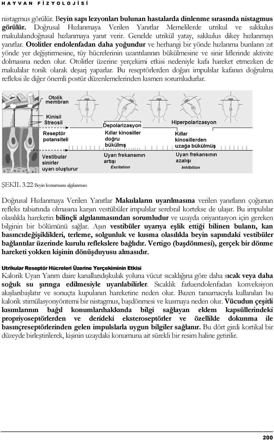 Otolitler endolenfadan daha yoğundur ve herhangi bir yönde hızlanma bunların zıt yönde yer değiştirmesine, tüy hücrelerinin uzantılarının bükülmesine ve sinir liflerinde aktivite dolmasına neden olur.