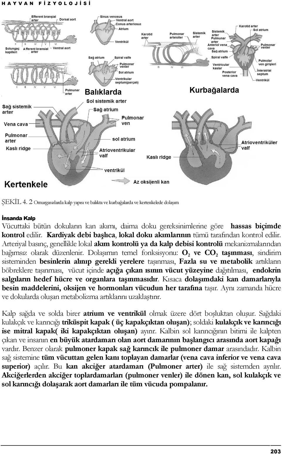 Kardiyak debi başlıca, lokal doku akımlarının tümü tarafından kontrol edilir. Arteriyal basınç, genellikle lokal akım kontrolü ya da kalp debisi kontrolü mekanizmalarından bağımsız olarak düzenlenir.