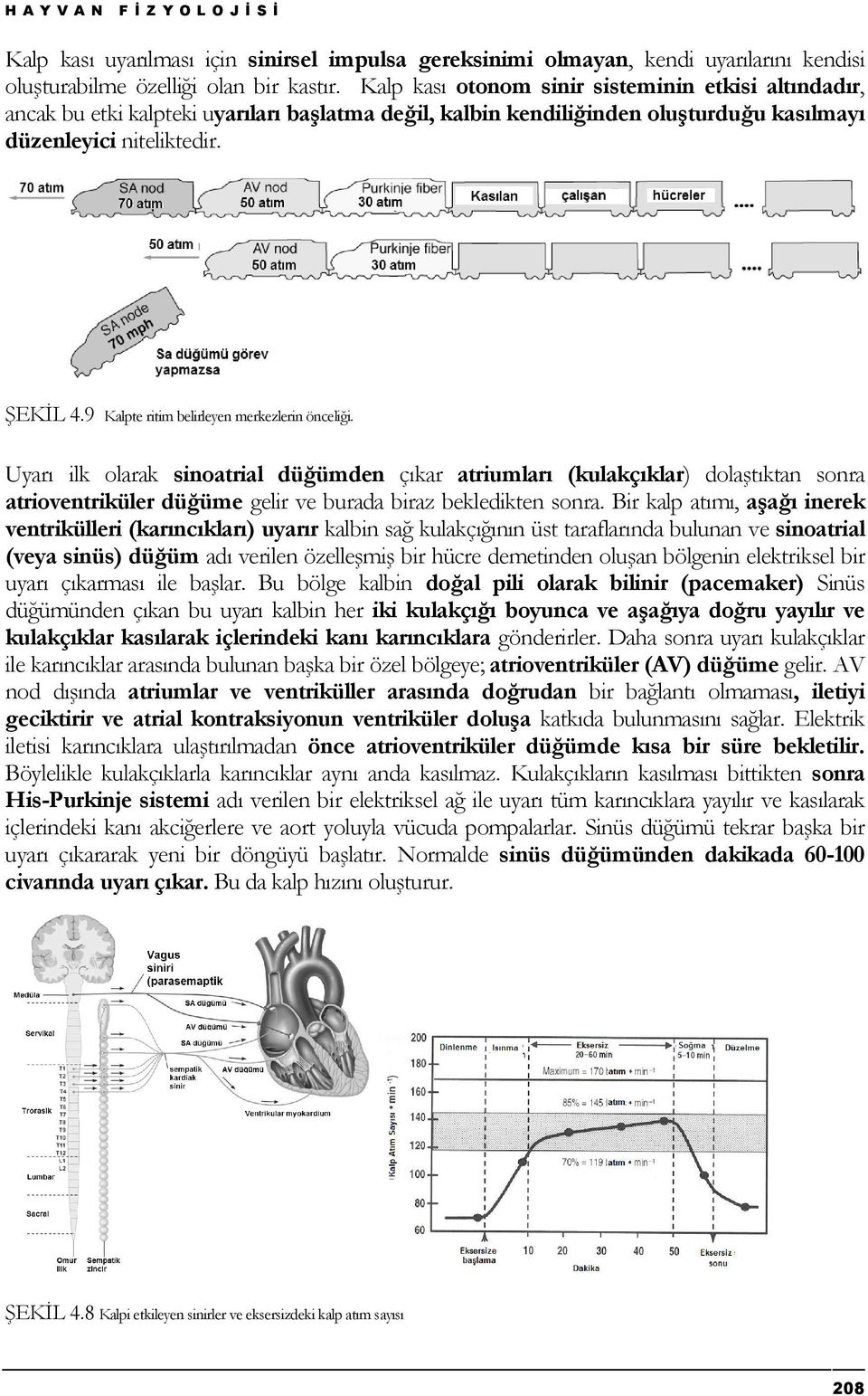 9 Kalpte ritim belirleyen merkezlerin önceliği. Uyarı ilk olarak sinoatrial düğümden çıkar atriumları (kulakçıklar) dolaştıktan sonra atrioventriküler düğüme gelir ve burada biraz bekledikten sonra.