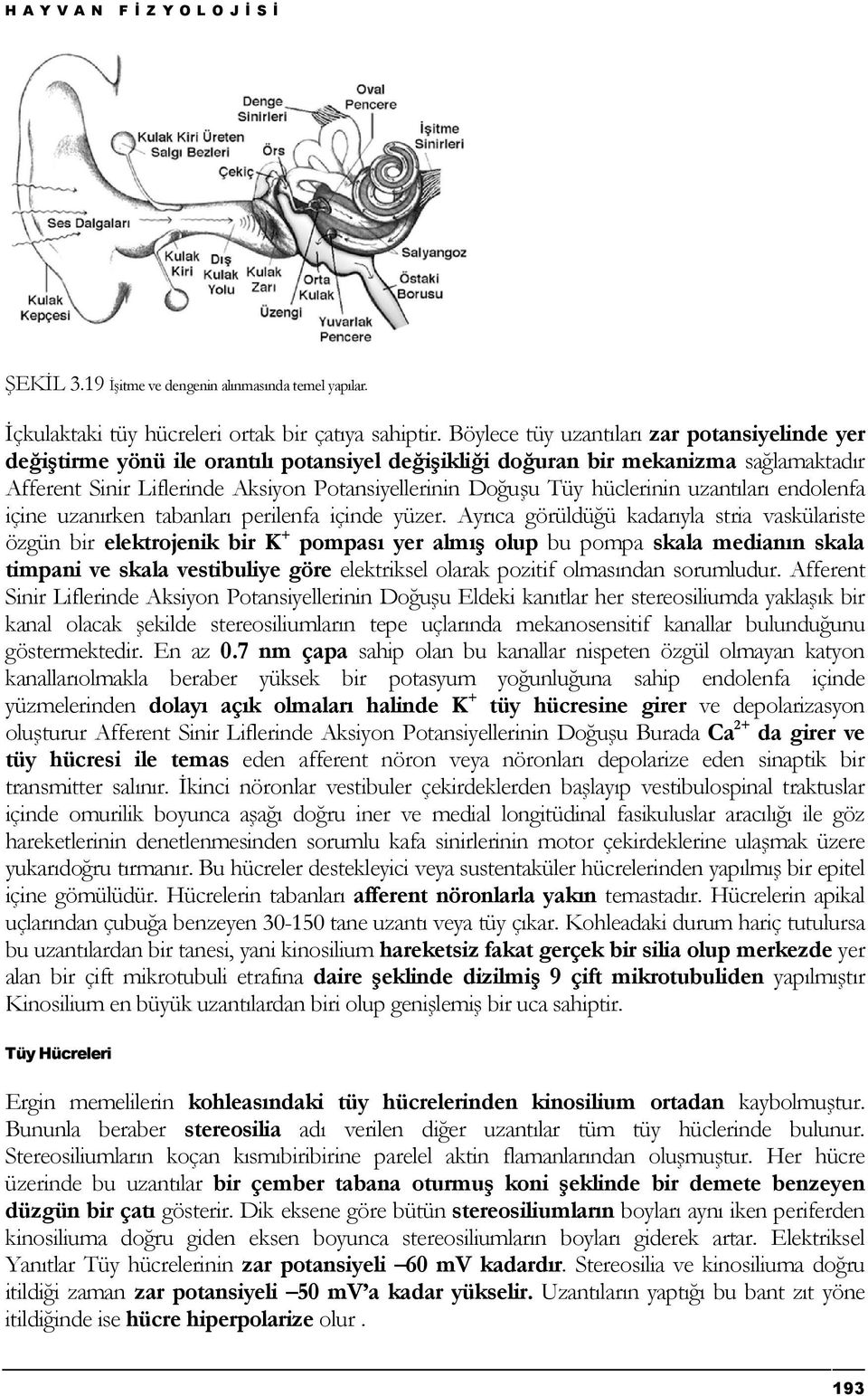 hüclerinin uzantıları endolenfa içine uzanırken tabanları perilenfa içinde yüzer.