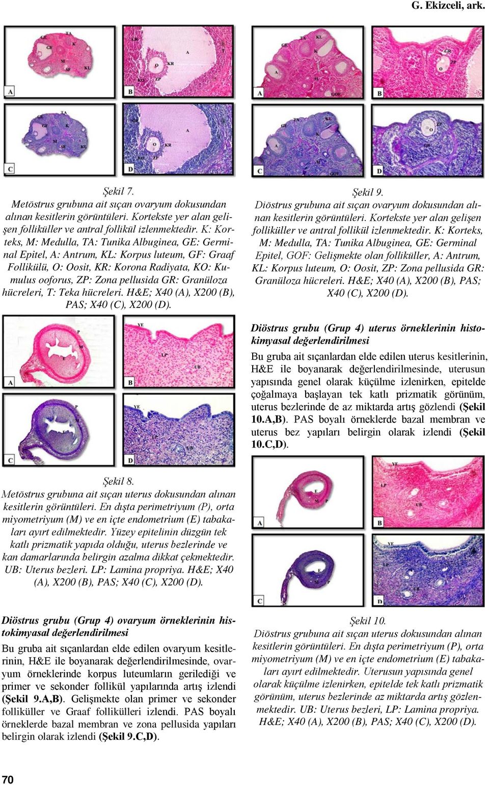 Granüloza hücreleri, T: Teka hücreleri. H&E; X40 (A), X200 (B), PAS; X40 (C), X200 (D). Şekil 9. Diöstrus grubuna ait sıçan ovaryum dokusundan alınan kesitlerin görüntüleri.