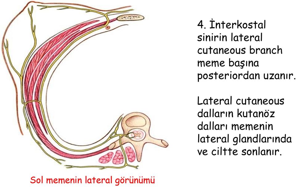 Lateral cutaneous dalların kutanöz dalları memenin