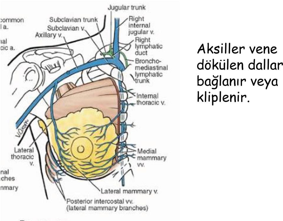 dallar