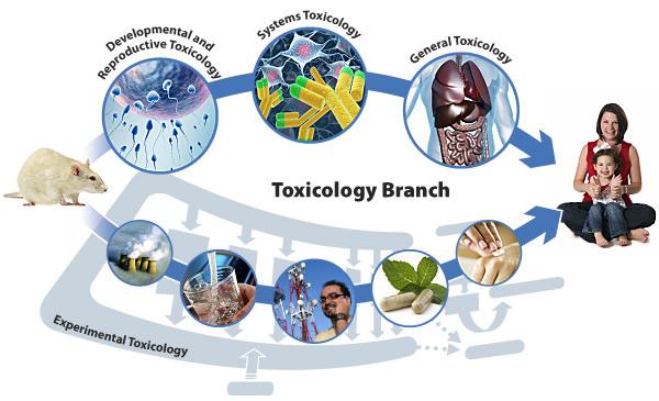 üreme toksikolojisi Deneysel toksikoloji Sistem toksikolojisi toksikoloji Genel toksikoloji Mesleksel maruziyetler İş