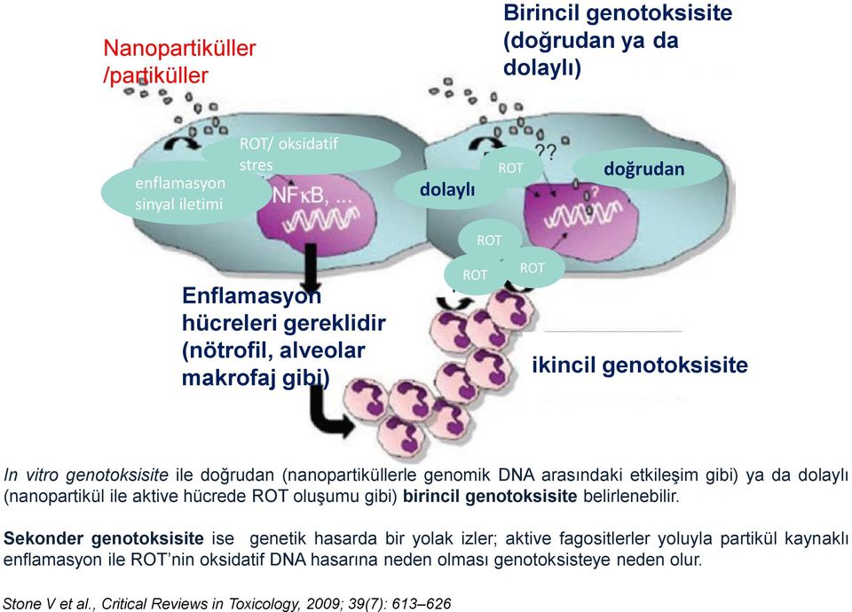 da dolaylı (nanopartikül ile aktive hücrede ROT oluşumu gibi) birincil genotoksisite belirlenebilir.