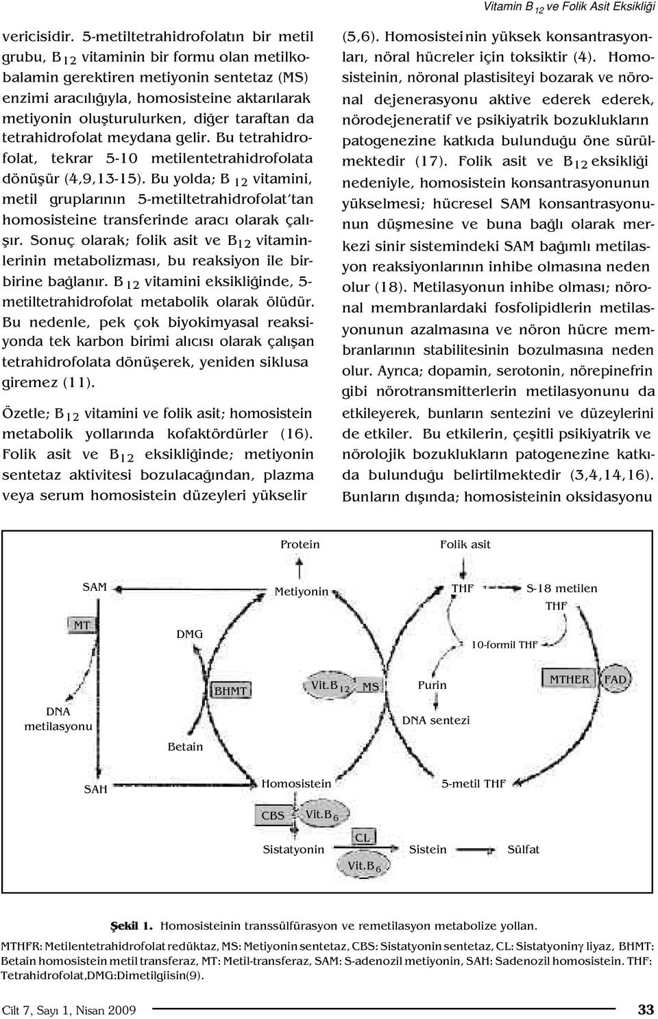 taraftan da tetrahidrofolat meydana gelir. Bu tetrahidrofolat, tekrar 5-10 metilentetrahidrofolata dönüflür (4,9,13-15).