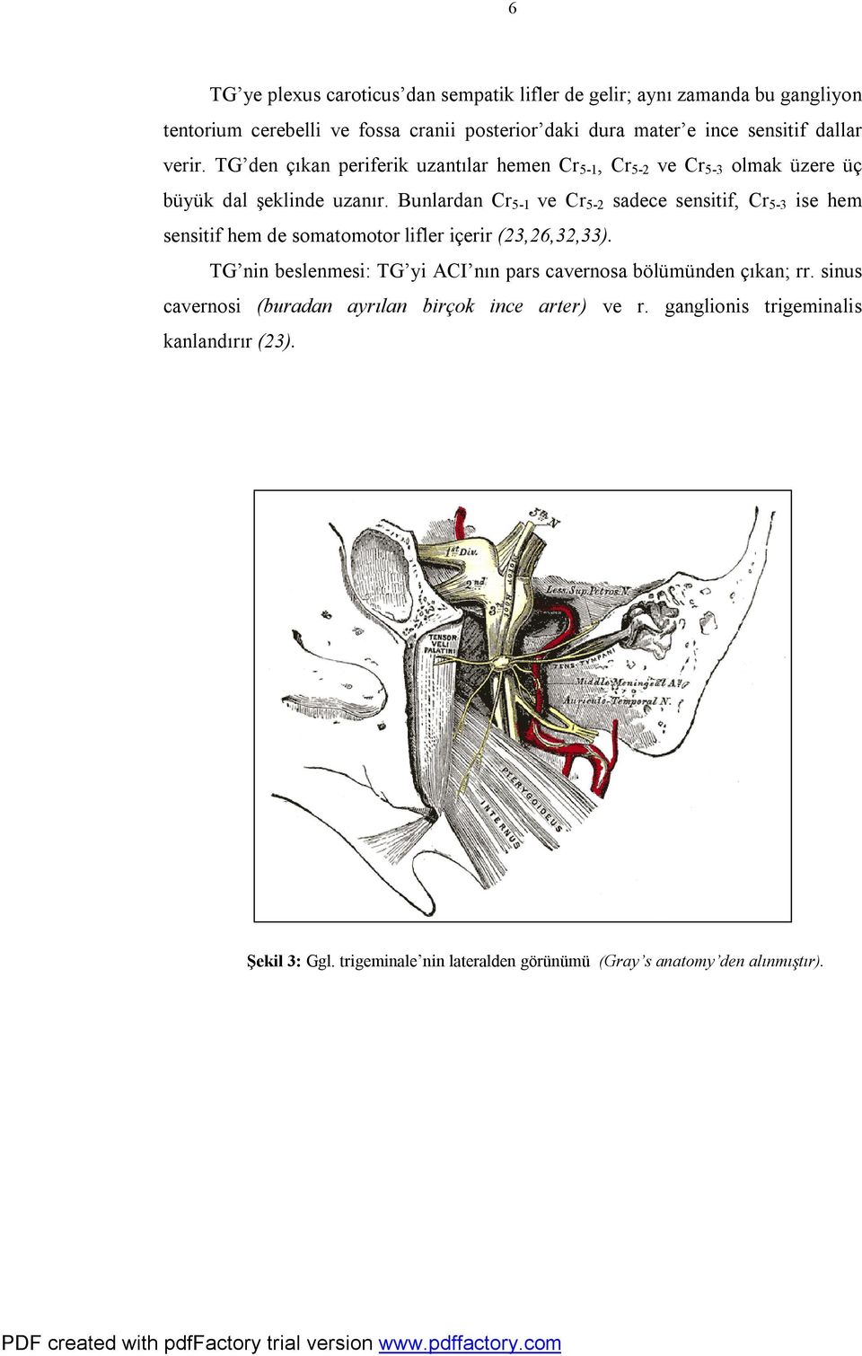 Bunlardan Cr 5-1 ve Cr 5-2 sadece sensitif, Cr 5-3 ise hem sensitif hem de somatomotor lifler içerir (23,26,32,33).