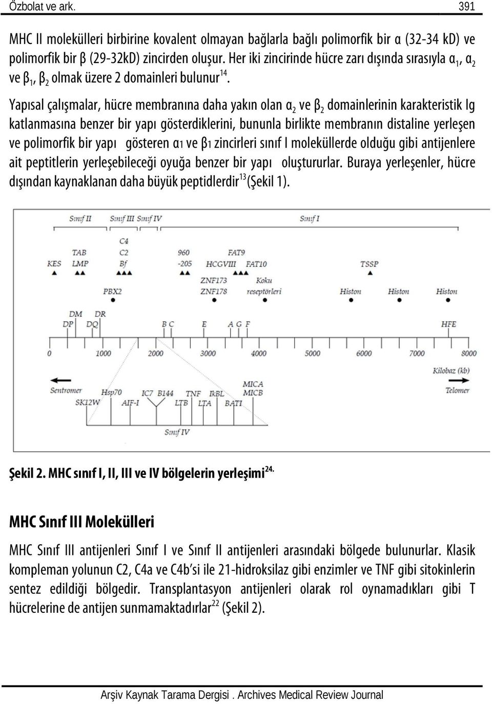 Yapısal çalışmalar, hücre membranına daha yakın olan α 2 ve β 2 domainlerinin karakteristik Ig katlanmasına benzer bir yapı gösterdiklerini, bununla birlikte membranın distaline yerleşen ve