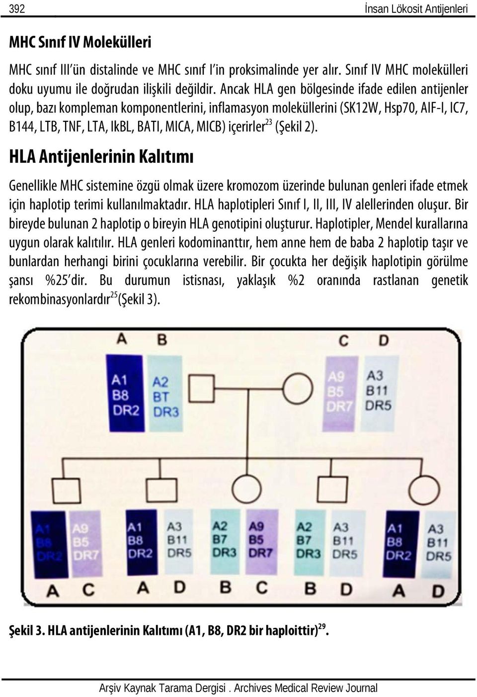 (Şekil 2). HLA Antijenlerinin Kalıtımı Genellikle MHC sistemine özgü olmak üzere kromozom üzerinde bulunan genleri ifade etmek için haplotip terimi kullanılmaktadır.