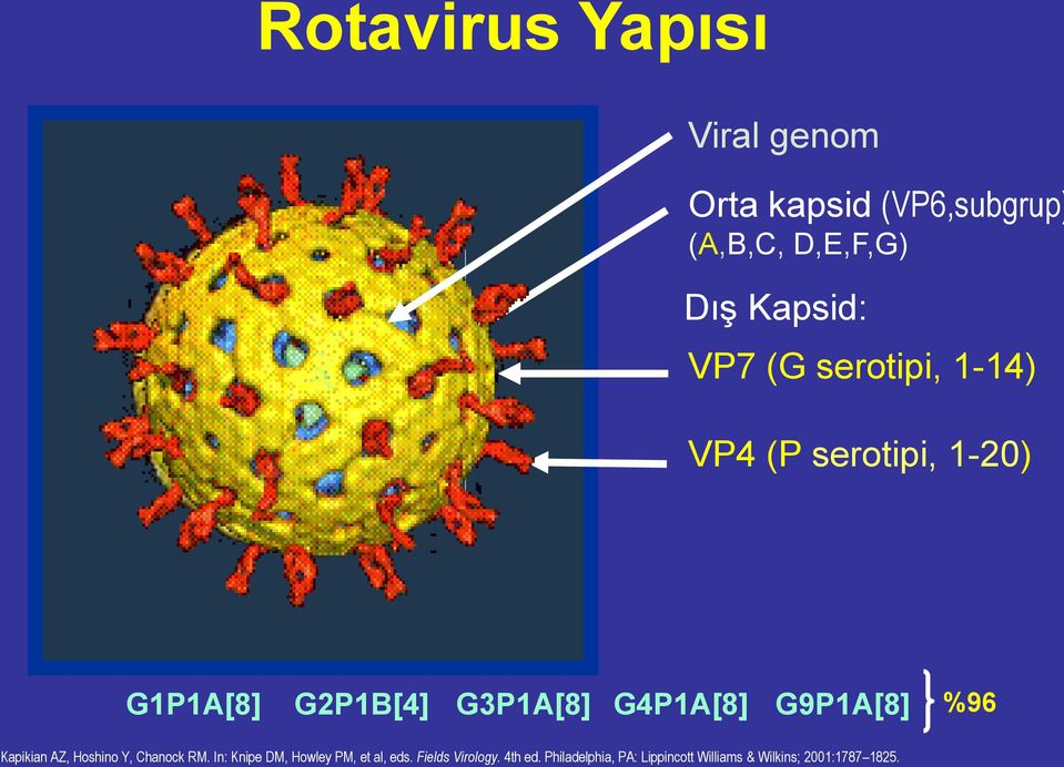 P1A[8] %96 Kapikian AZ, Hoshino Y, Chanock RM. In: Knipe DM, Howley PM, et al, eds.