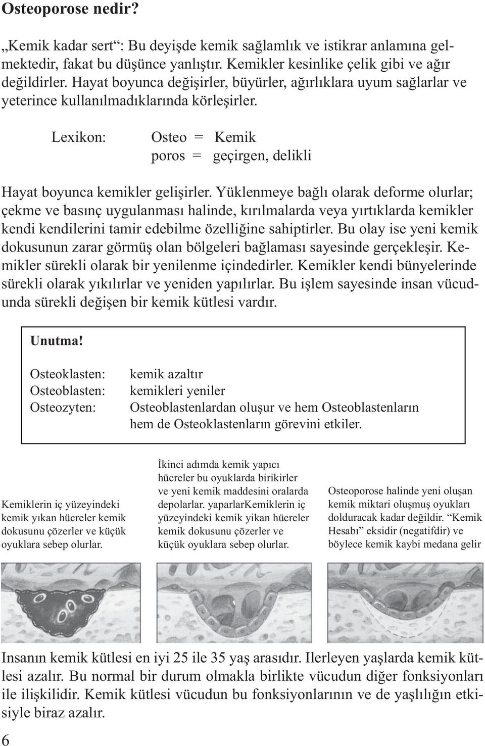 Yüklenmeye bağlı olarak deforme olurlar; çekme ve basınç uygulanması halinde, kırılmalarda veya yırtıklarda kemikler kendi kendilerini tamir edebilme özelliğine sahiptirler.