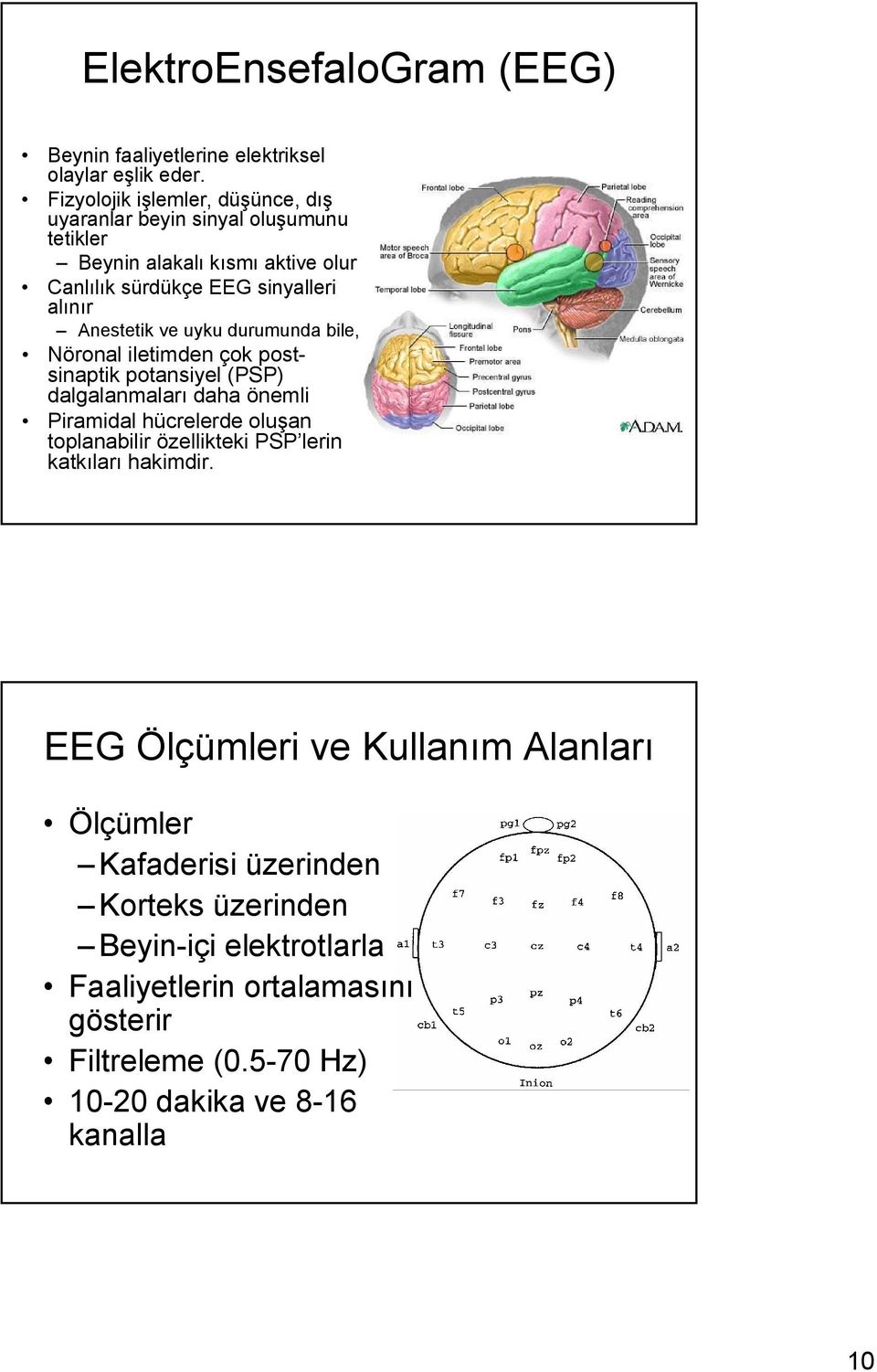 Anestetik ve uyku durumunda bile, Nöronal iletimden çok postsinaptik potansiyel (PSP) dalgalanmaları daha önemli Piramidal hücrelerde oluşan toplanabilir