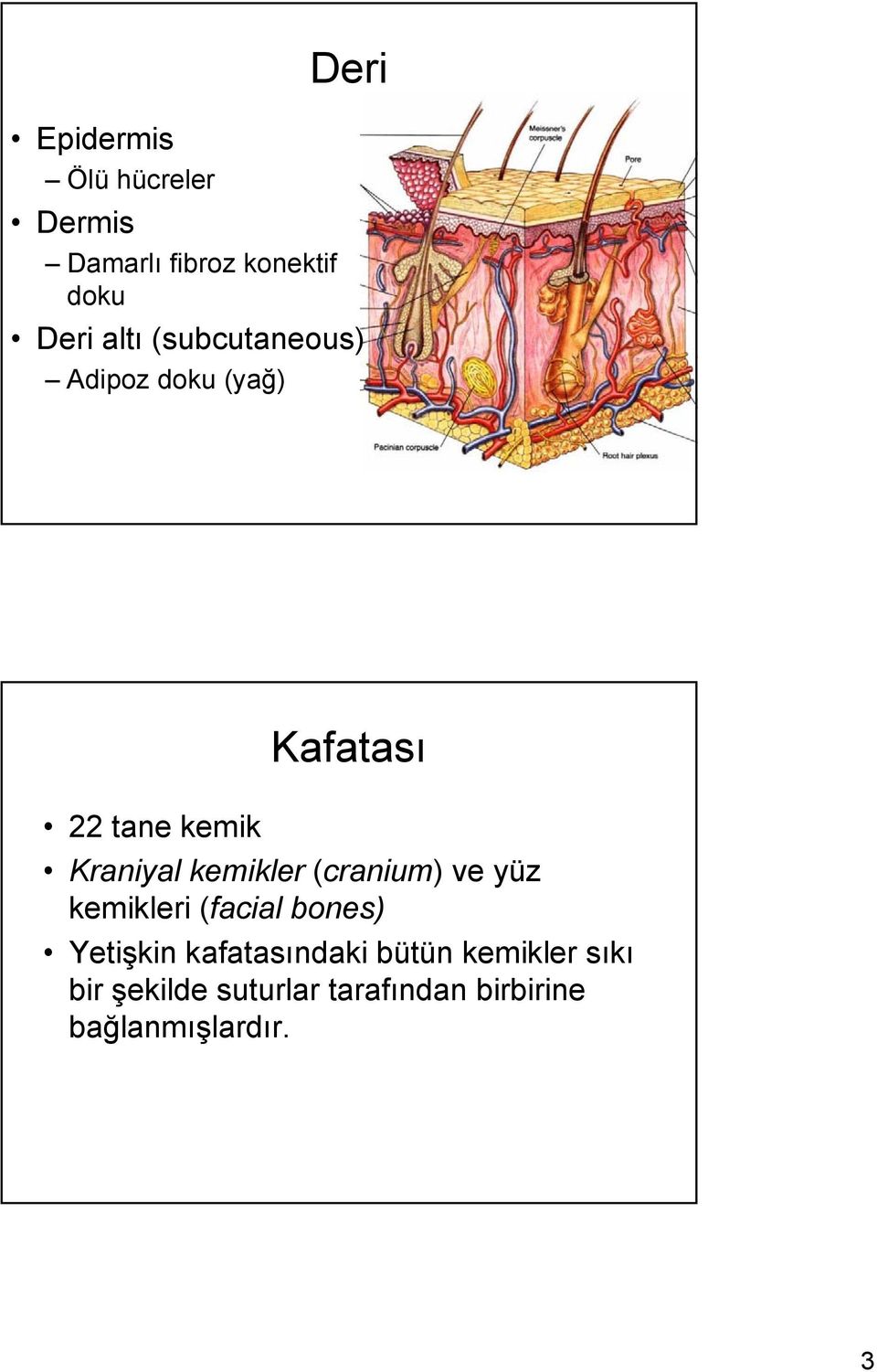 (cranium) ve yüz kemikleri (facial bones) Yetişkin kafatasındaki bütün