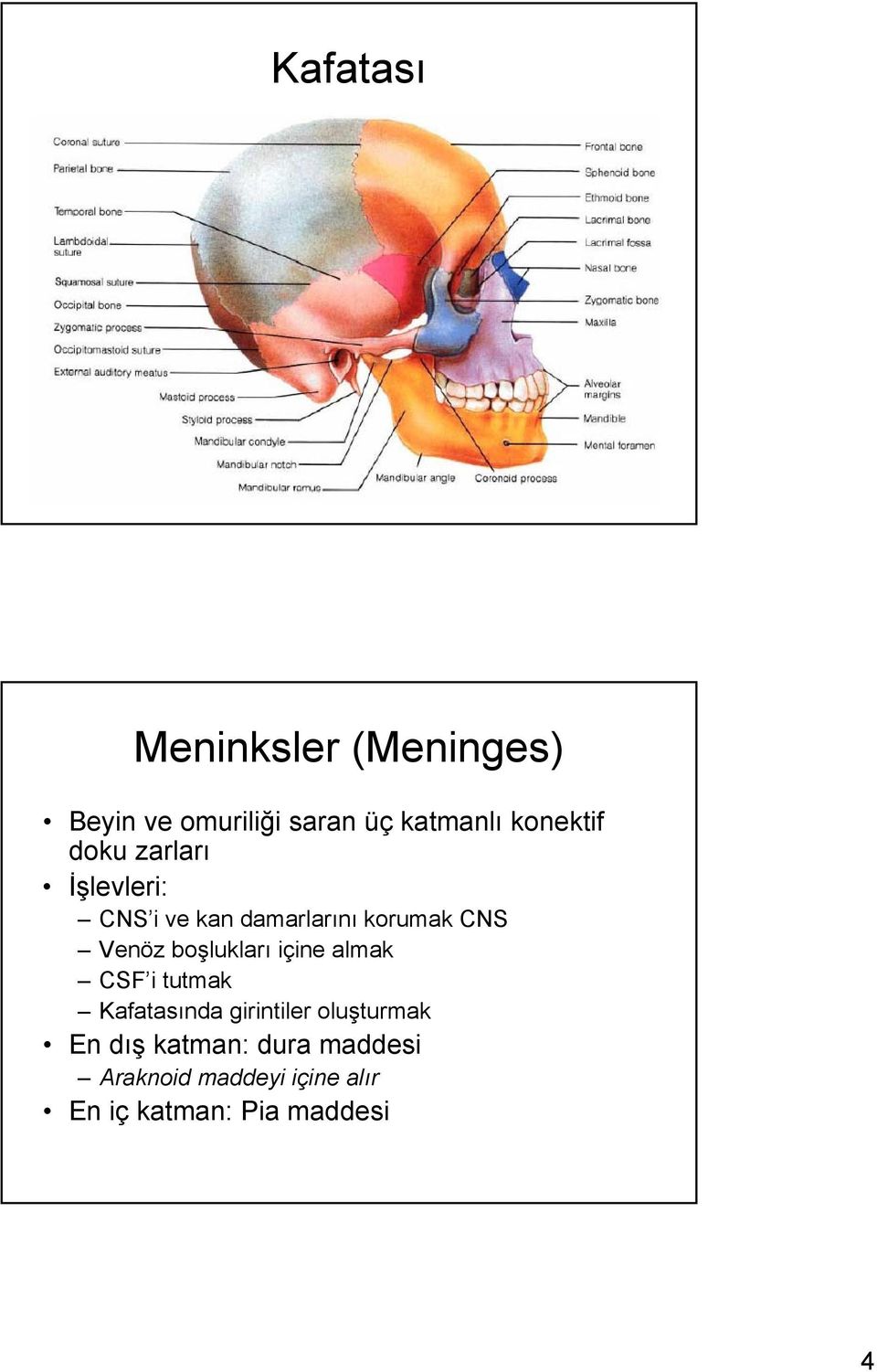 Venöz boşlukları içine almak CSF itutmak Kafatasında girintiler