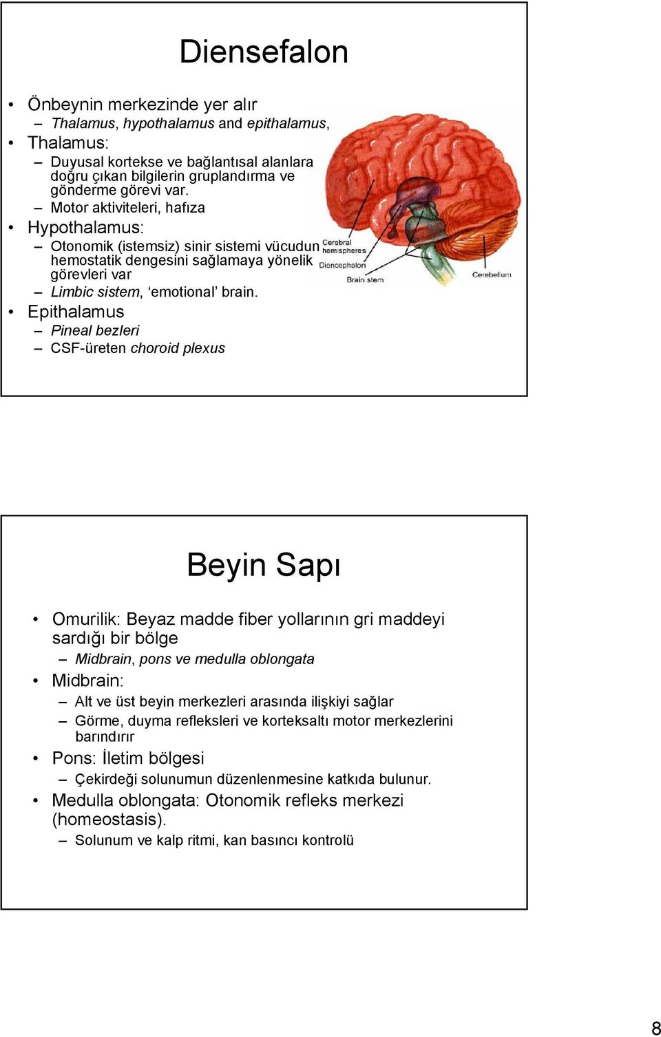 Epithalamus Pineal bezleri CSF-üreten choroid plexus Beyin Sapı Omurilik: Beyaz madde fiber yollarının gri maddeyi sardığı bir bölge Midbrain, pons ve medulla oblongata Midbrain: Alt ve üst beyin