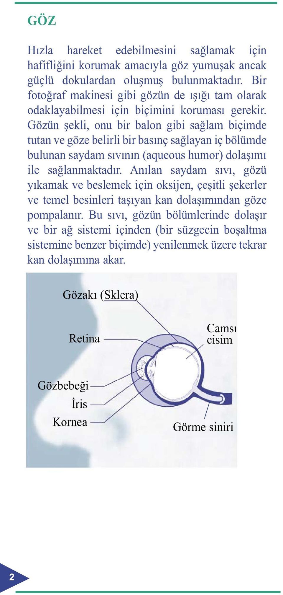 Gözün şekli, onu bir balon gibi sağlam biçimde tutan ve göze belirli bir basınç sağlayan iç bölümde bulunan saydam sıvının (aqueous humor) dolaşımı ile sağlanmaktadır.