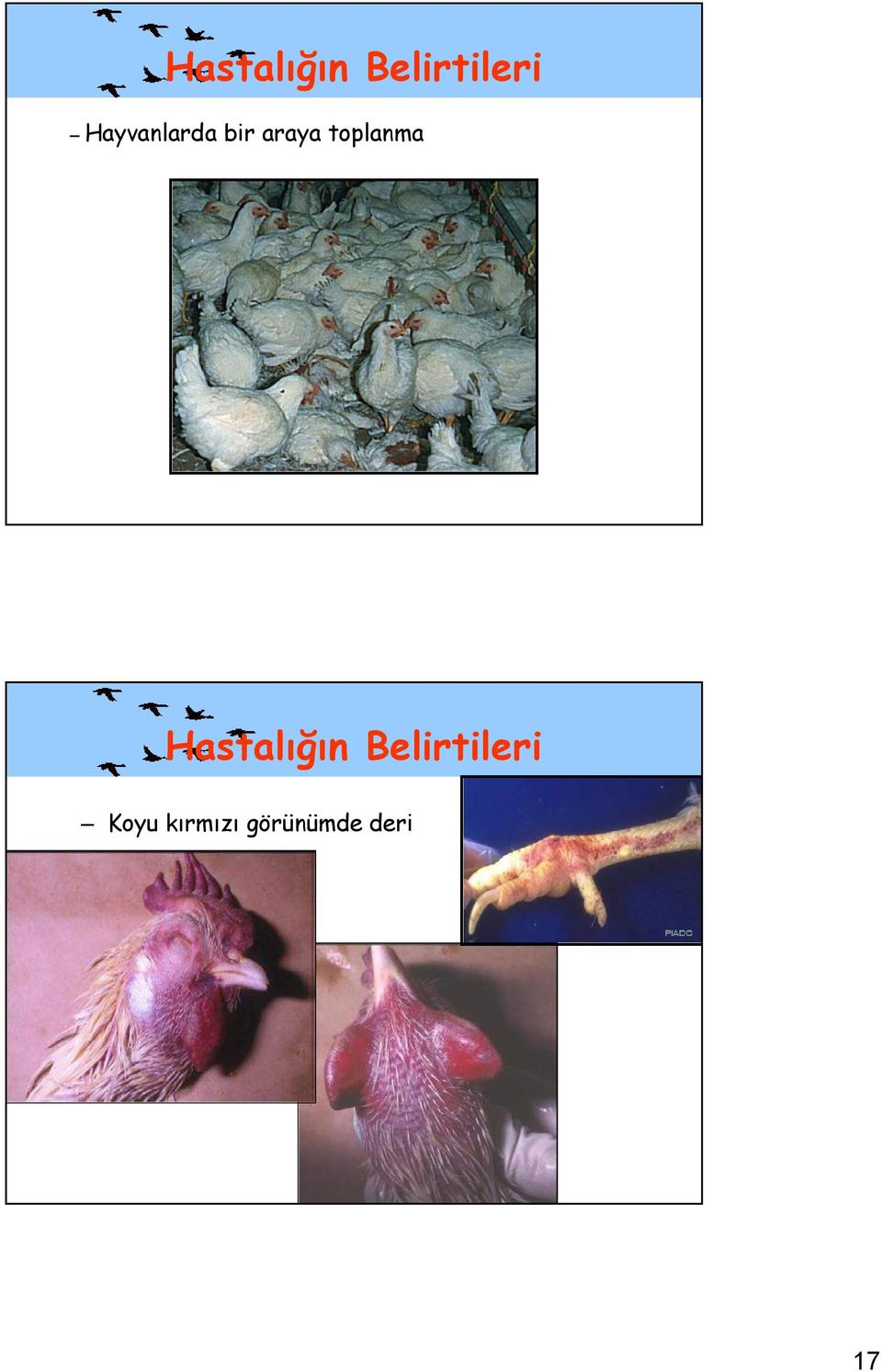 toplanma  Koyu kırmızı